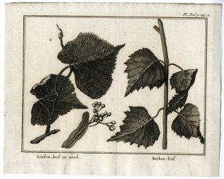 Antique Print-LINDEN-BIRCH TREE-PL.IV.297A-Pluche-1799