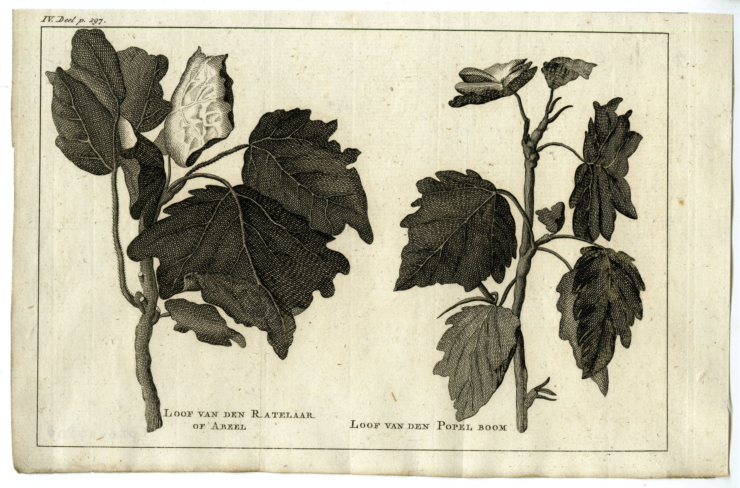 , Antique Print-TREMBLING-ASPEN-POLAR-LEAVES-PL.IV.297-Pluche-1799, Pictura Antique Prints