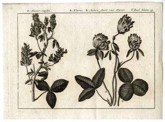 Antique Print-CLOVER-VARIETIES-PL.V.33-Pluche-1799