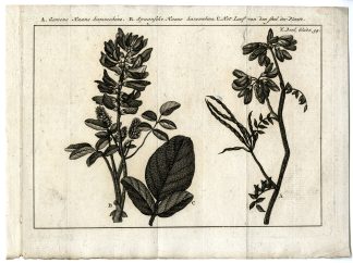 Antique Print-COCKSCOMB-PL.V.34-Pluche-1799