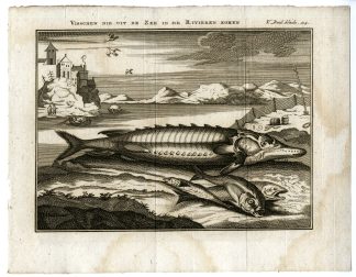 Antique Print-SEA?FISH?ENTERING?RIVERS?STURGEON-PL.V.114-Pluche-1799