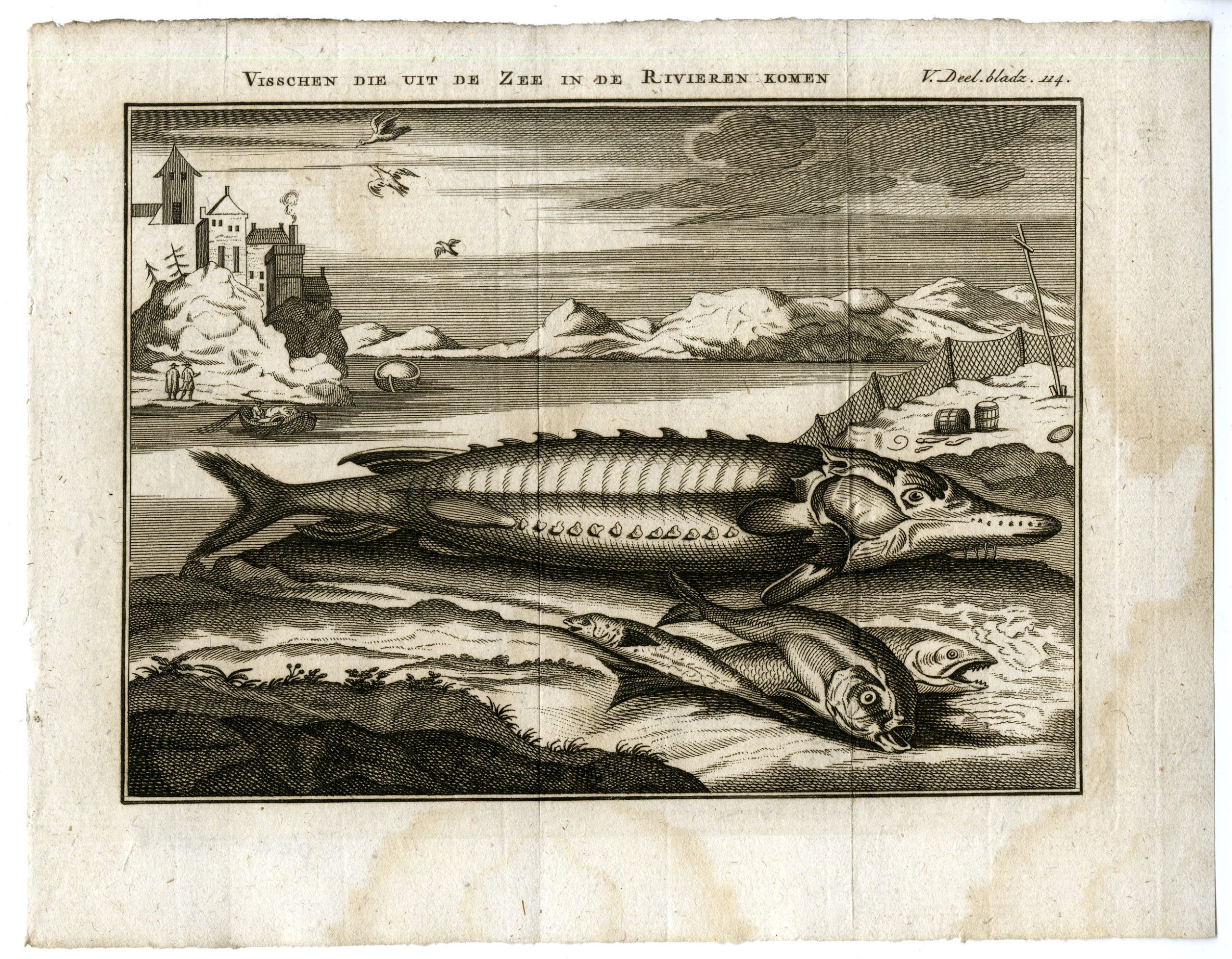 , Antique Print-SEA?FISH?ENTERING?RIVERS?STURGEON-PL.V.114-Pluche-1799, Pictura Antique Prints