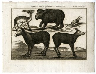 Antique Print-MOUNTAIN?ANIMALS?ZOOLOGICAL-PL.V.230-Pluche-1799