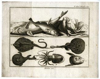 Antique Print-RAYS-CEPHALOPODS-MARINE-LIFE-ENGRAVING-PL.V.289.-Pluche-1799