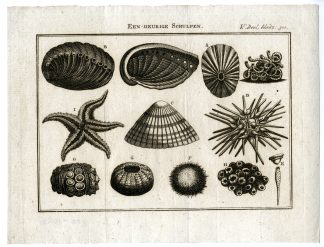 Antique Print-SEA-URCHINS-STARFISH-SHELLS-ECHINODERMS-PL.V.301.-Pluche-1799