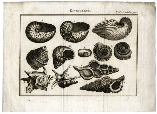 Antique Print-SPIRAL-SHELLS-KINKHORENS-NAUTILUS-MARINE-PL.V.304.-Pluche-1799
