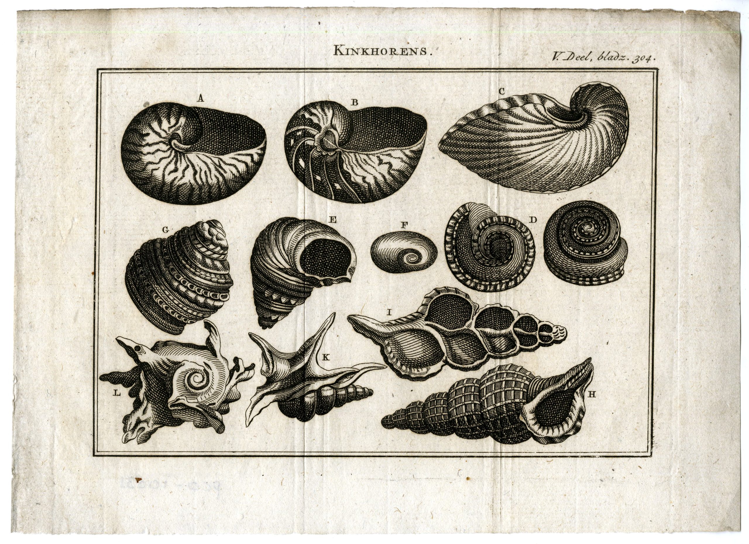 , Antique Print-SPIRAL-SHELLS-KINKHORENS-NAUTILUS-MARINE-PL.V.304.-Pluche-1799, Pictura Antique Prints