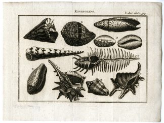 Antique Print-COWRIES-SPIRAL-SHELLS-KINKHORENS-ENGRAVING-PL.V.307.-Pluche-1799