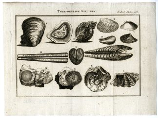 Antique Print-BIVALVES-OYSTERS-RAZOR-SHELLS-SCIENTIFIC-PL.V.308.-Pluche-1799