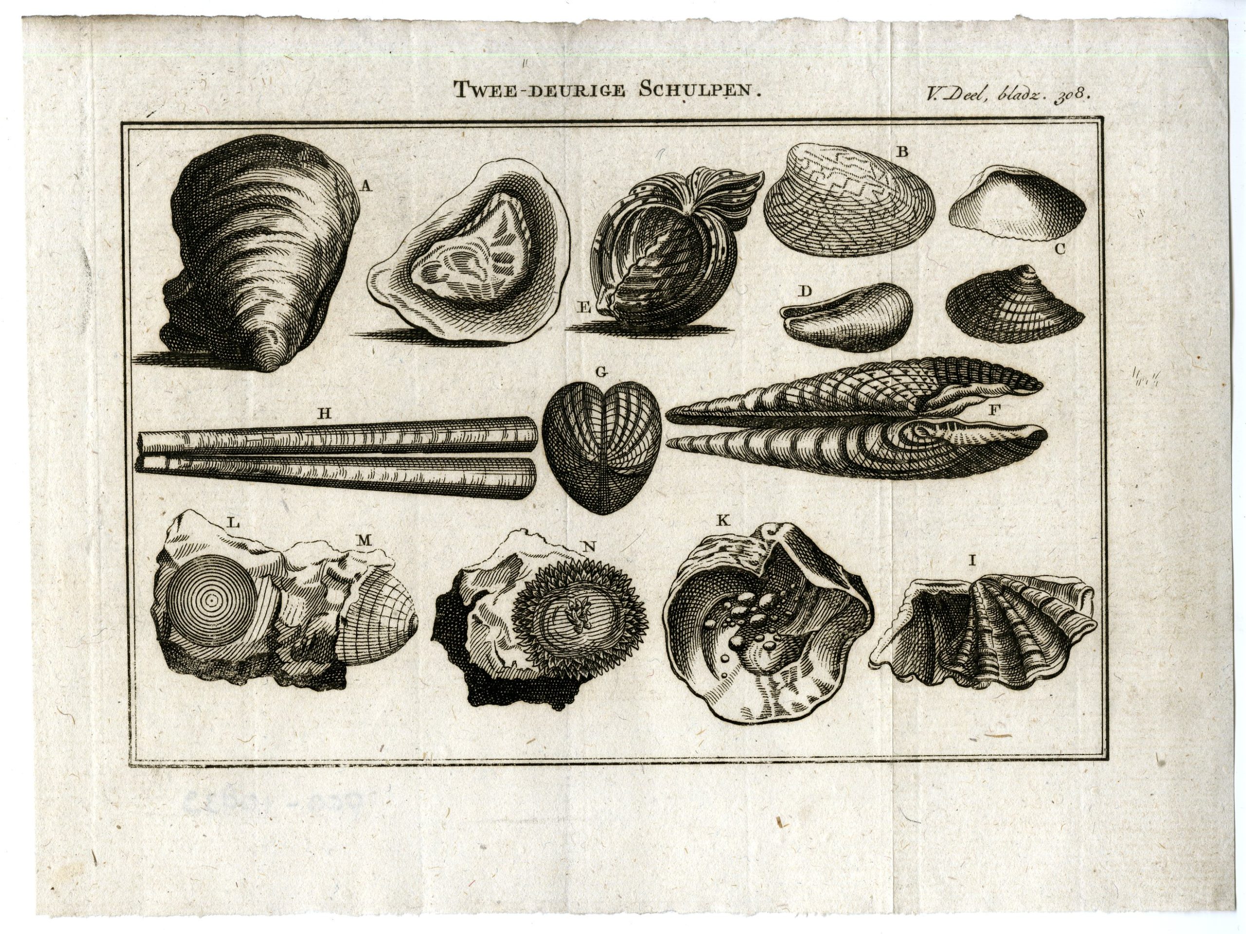 , Antique Print-BIVALVES-OYSTERS-RAZOR-SHELLS-SCIENTIFIC-PL.V.308.-Pluche-1799, Pictura Antique Prints