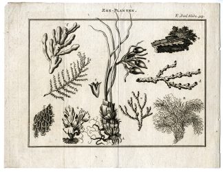 Antique Print-SEAWEED-KELP-MARINE-PLANTS-ALGAE-PL.V.313.-Pluche-1799