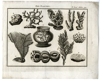 Antique Print-CORALS-SEA-FANS-MARINE-PLANTS-ENGRAVING-PL.V.314.-Pluche-1799