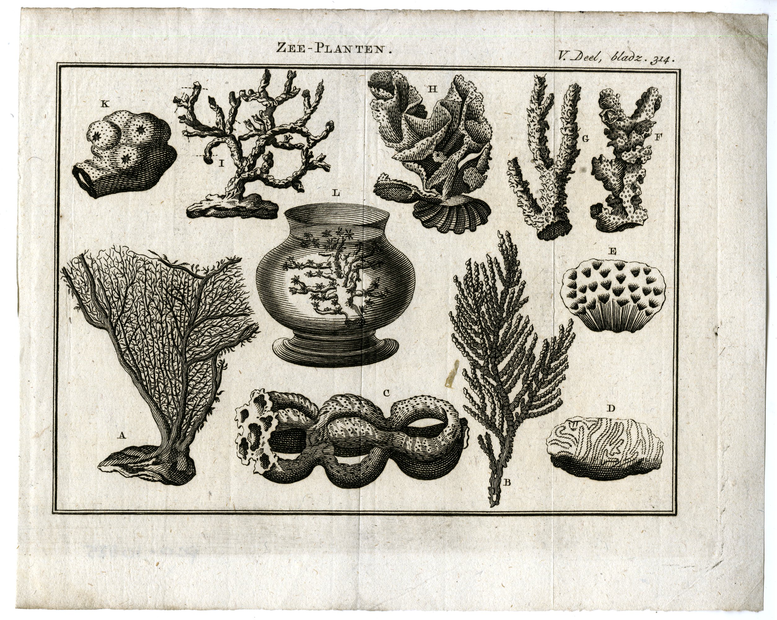, Antique Print-CORALS-SEA-FANS-MARINE-PLANTS-ENGRAVING-PL.V.314.-Pluche-1799, Pictura Antique Prints