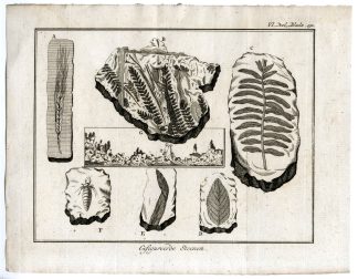 Antique Print-FOSSILS-NATURAL-HISTORY-PL.VI.192.-Pluche-1799