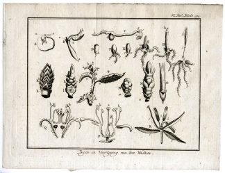 Antique Print-PLANT-GROWTH-BOTANICAL-PL.VI.314.-Pluche-1799