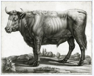 Antique Master Print-STANDING BULL-TOUREAU-Charon-Potter-c.1780-1820