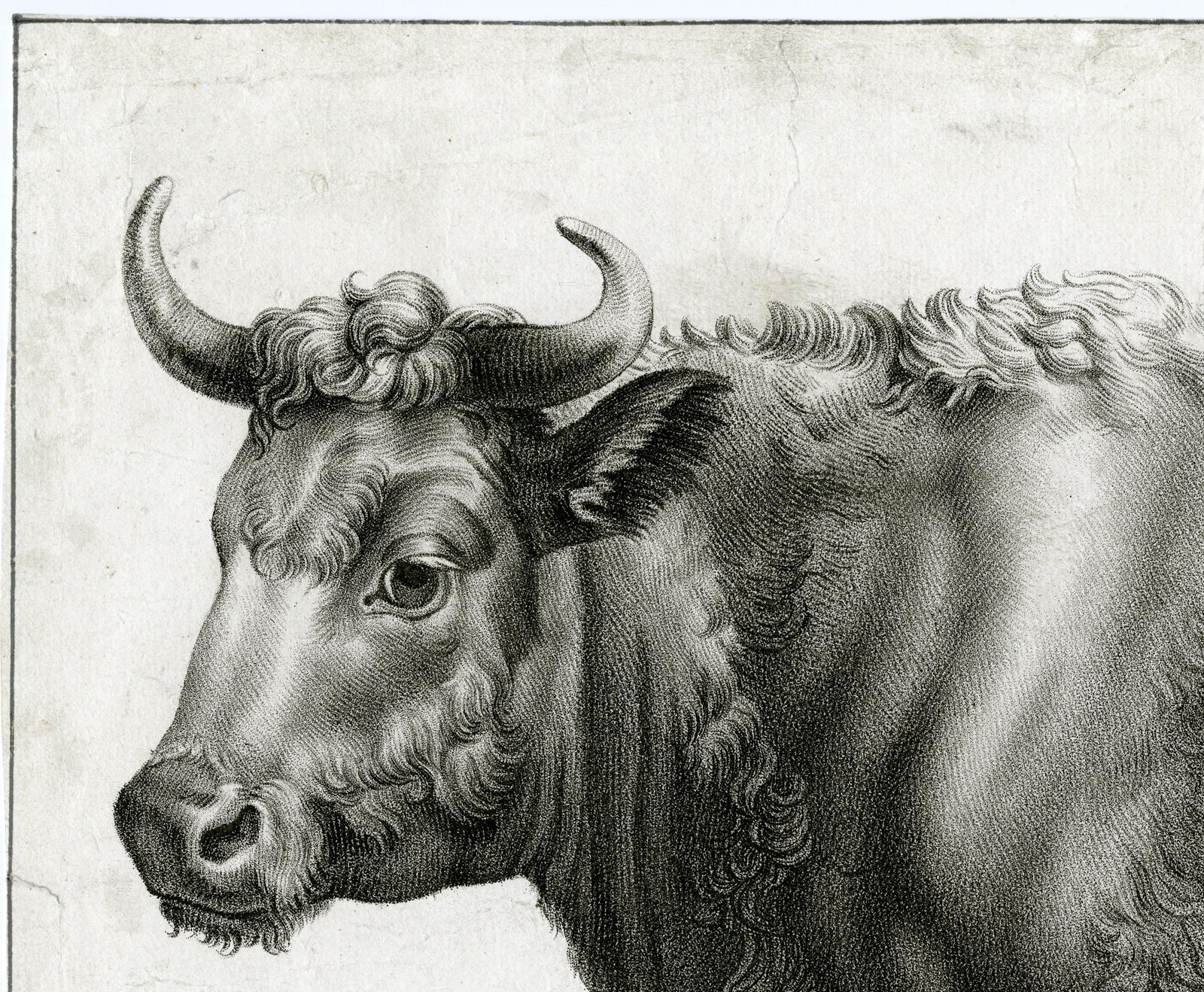 , Antique Master Print-STANDING BULL-TOUREAU-Charon-Potter-c.1780-1820, Pictura Antique Prints