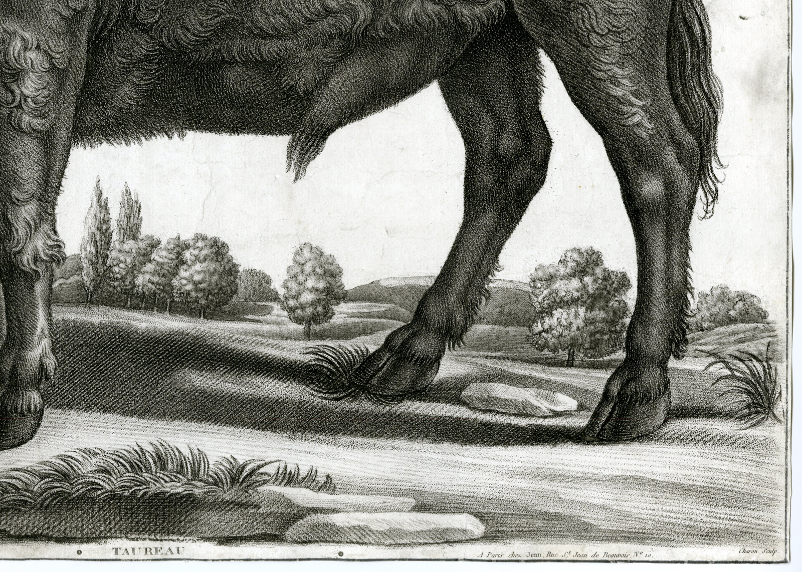 , Antique Master Print-STANDING BULL-TOUREAU-Charon-Potter-c.1780-1820, Pictura Antique Prints