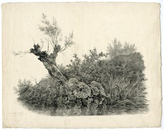 Antique Master Print-POLLARD WILLOW-BOTANICAL-LANDSCAPE-Koogh-1826-1828