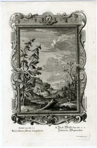 Antique Print-HOREHOUND-CHICORY-PHYSICA-SACRA-Heumann-Scheuchzer-1731-1735
