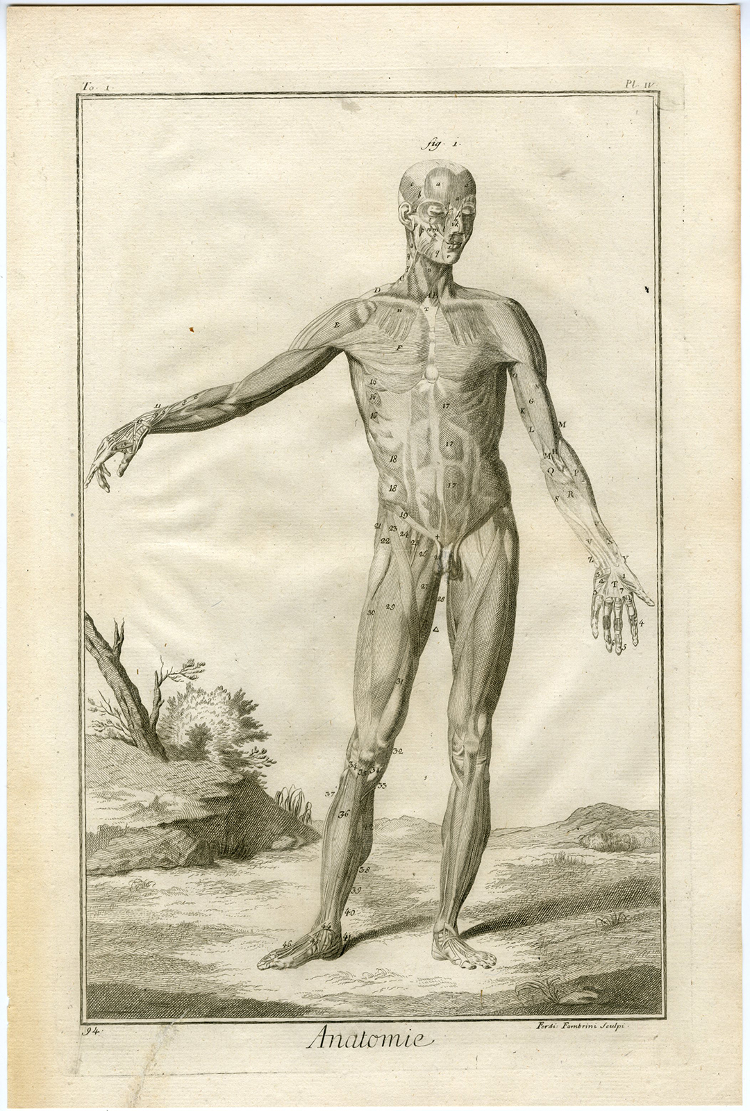 , Antique Print-HUMAN ANATOMY-SKELETON-MUSCLES-Benard-Diderot-1779, Pictura Antique Prints