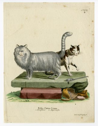 Nature - Catalogue - Mammals