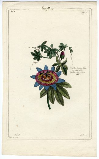 Natura - Catalogue - Botanical