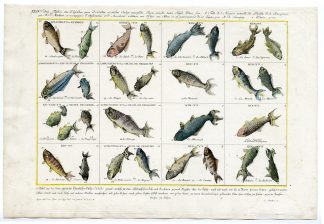 Nature - Catalogue - Fish/Marine