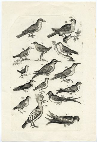 natura - catalogue - birds