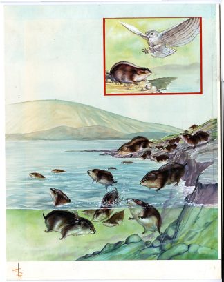 Nature - Catalogue - Designs for magazines - Misc.