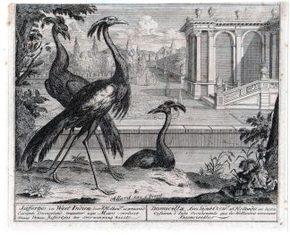 Antique Master Print-BIRDS-JUFFERTJES-CRANE-BUILDINGS-WEST INDIES-Allard-c1700