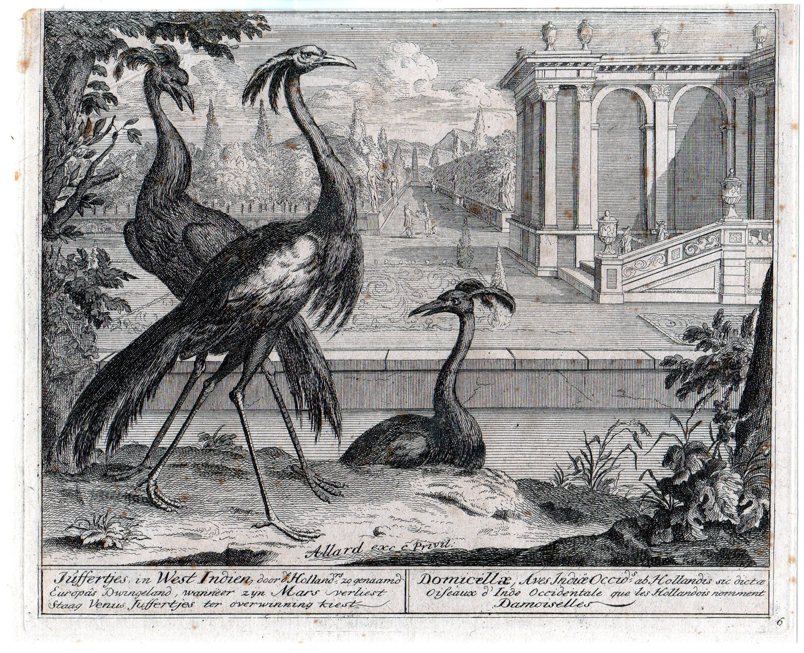 , Antique Master Print-BIRDS-JUFFERTJES-CRANE-BUILDINGS-WEST INDIES-Allard-c1700, Pictura Antique Prints
