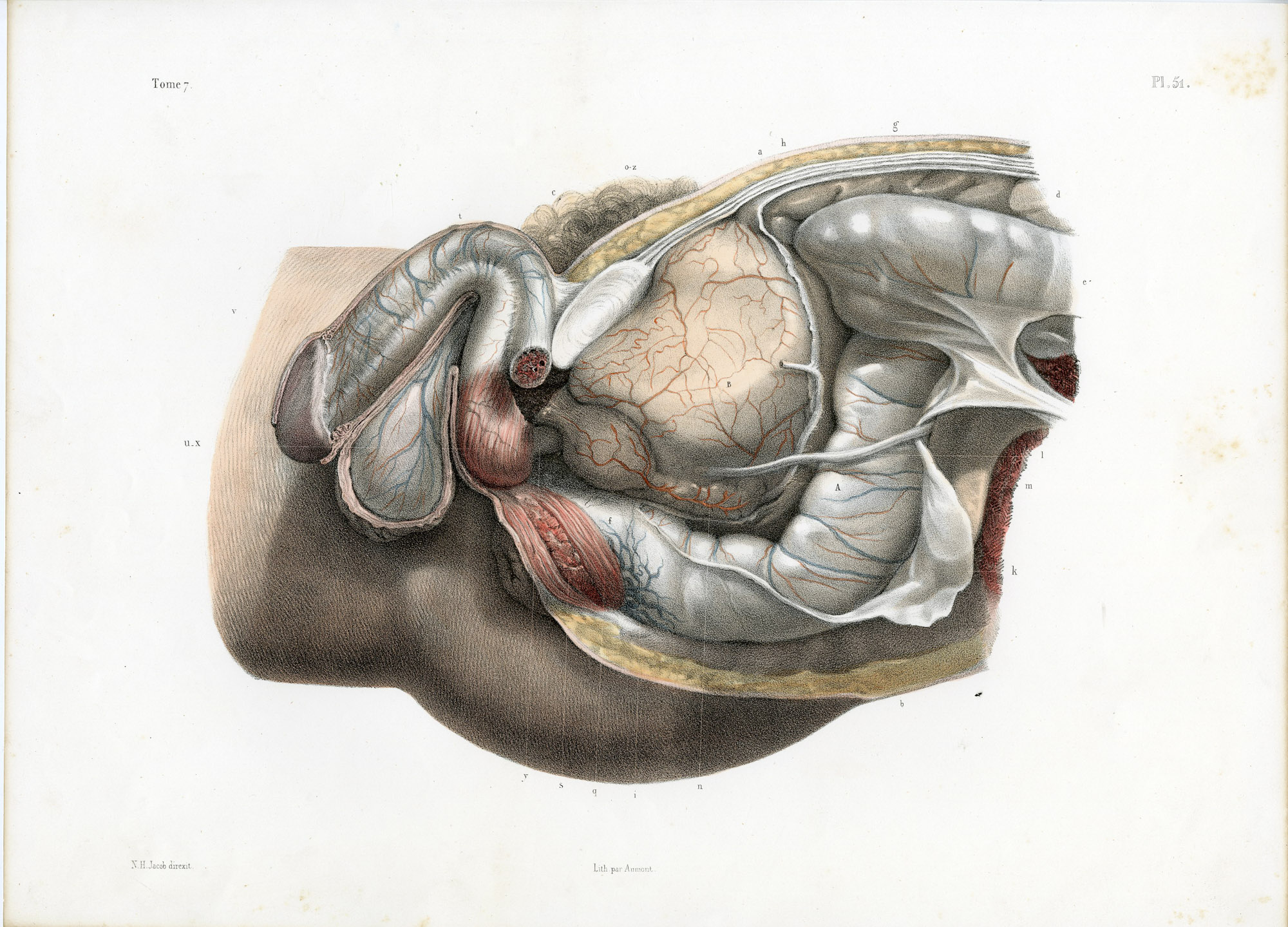 Pictura 14058 416x299 Catalogue-Bourgery-Human anatomy - Image 13