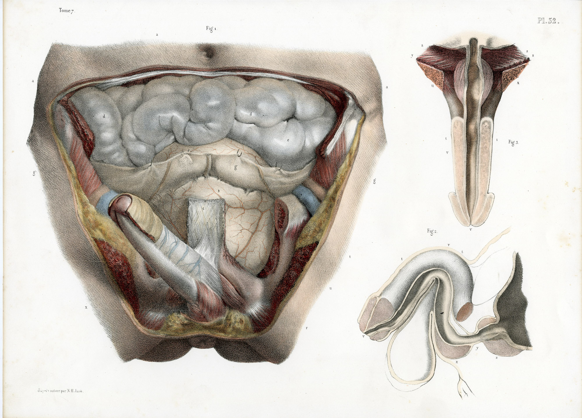 Pictura 14059 416x299 Catalogue-Bourgery-Human anatomy - Image 14