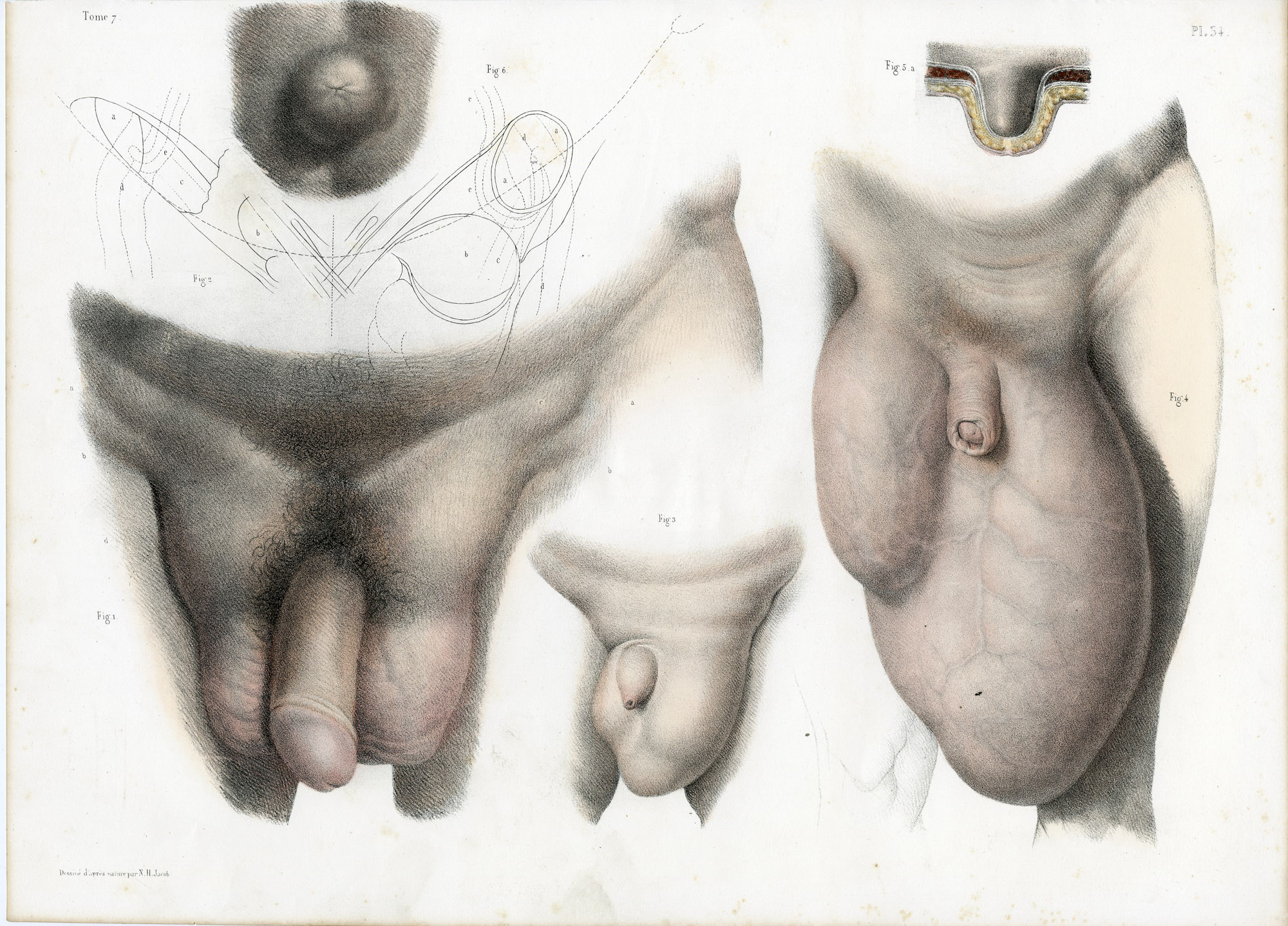 Pictura 14065 416x299 Catalogue-Bourgery-Human anatomy - Image 20