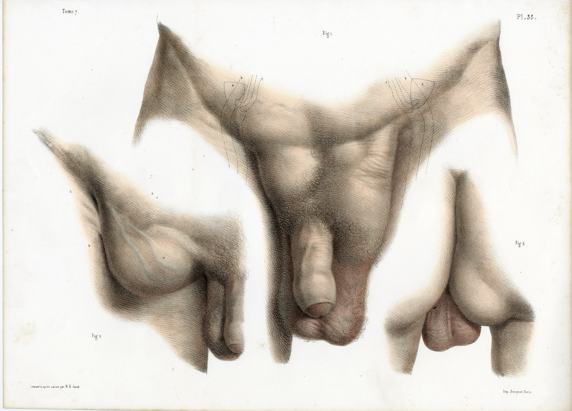 Pictura 14070 416x299 Catalogue-Bourgery-Human anatomy - Image 25