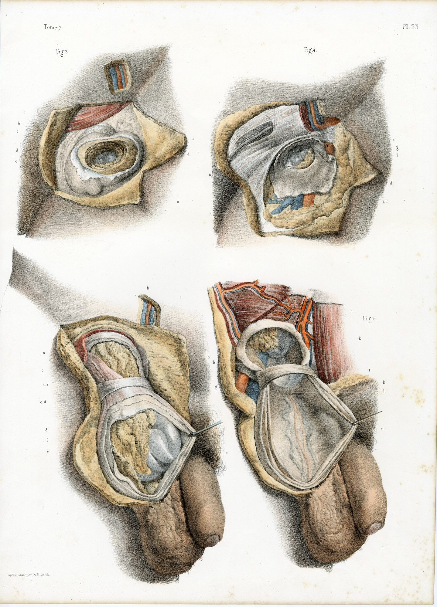 Pictura 14073 416x578 Catalogue-Bourgery-Human anatomy - Image 28