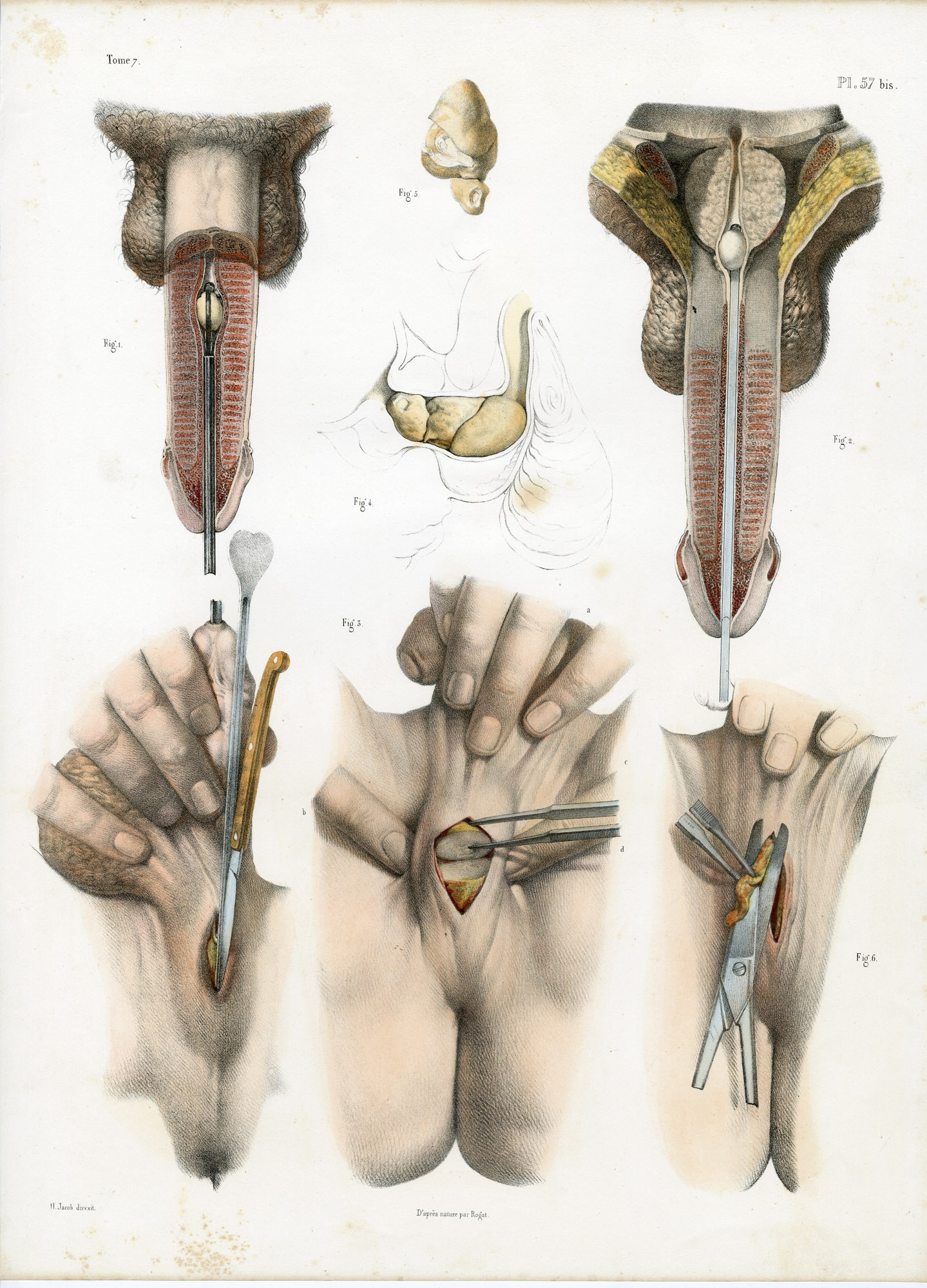 Pictura 14078 416x578 Catalogue-Bourgery-Human anatomy - Image 33