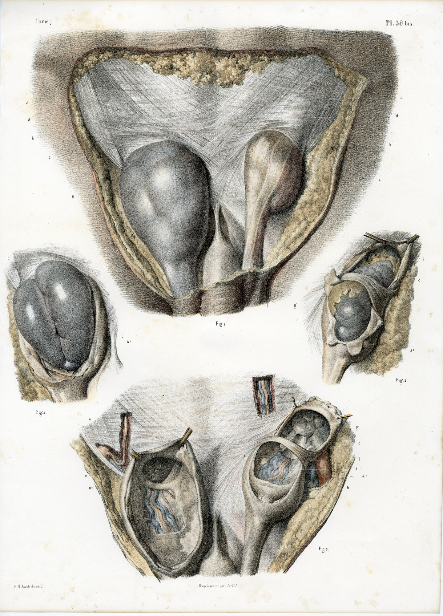 Pictura 14092 416x578 Catalogue-Bourgery-Human anatomy - Image 47