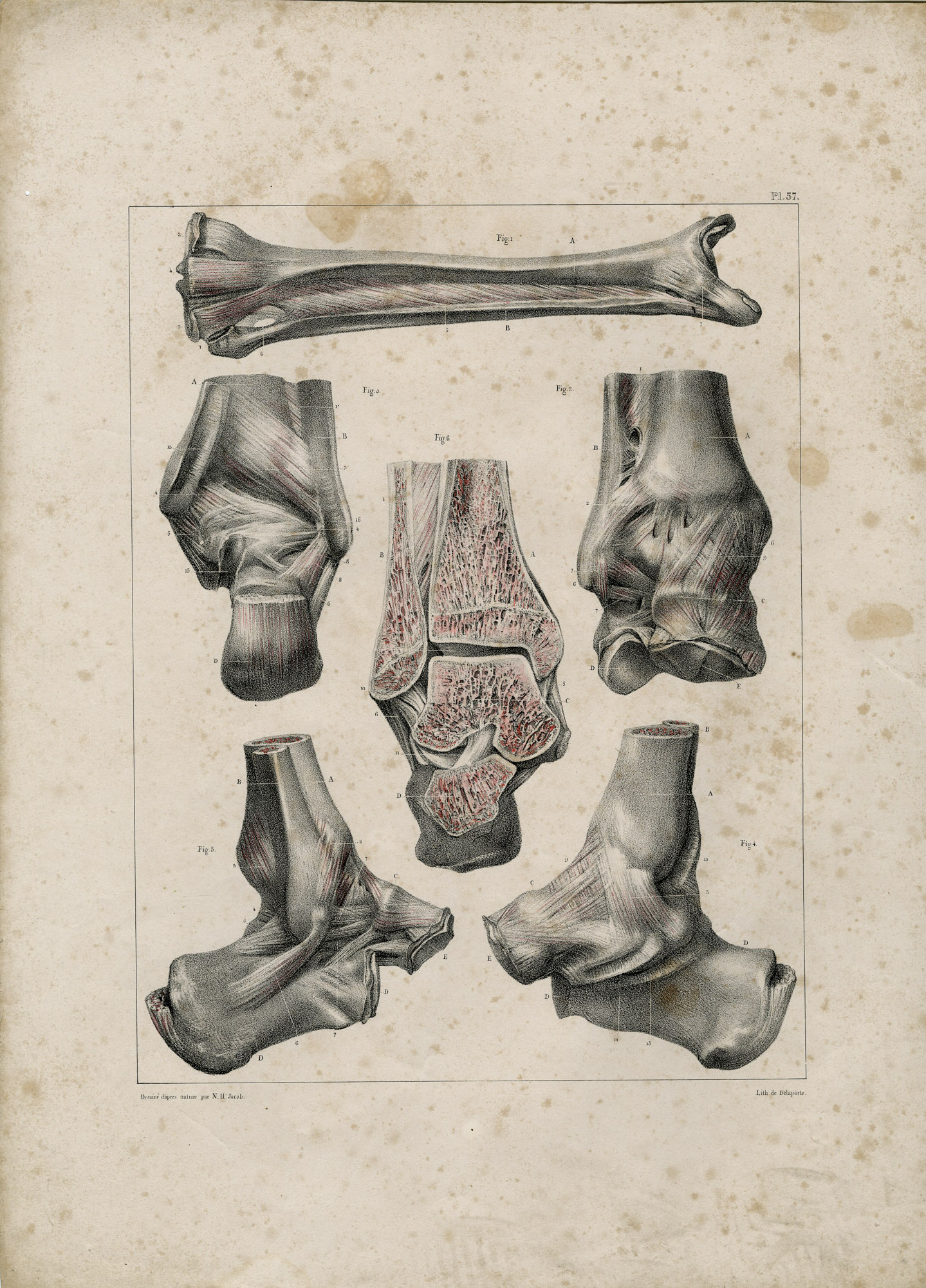 Pictura 14096 416x578 Catalogue-Bourgery-Human anatomy - Image 51