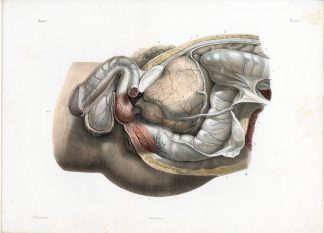 Antique Print-SAGITTAL DISSECTION-PELVIS-UROGENITAL ANATOMY-Jacob-Bourgery-1831
