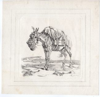 Antique Print-ANIMAL-MULE-PACKED-DRINKING-Klein-1823