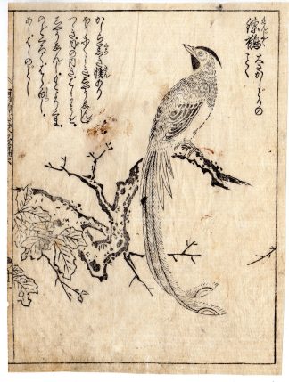 Antique Print-ANIMAL-BIRD OF PARADISE-RENJAKU-BRANCH-CREST-Morikuni-1729