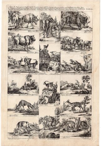 Antique Print-ANIMALS-BISON-GOATS-ANTELOPES-IBEX-SHEEP-BOAR-Riedel-1780