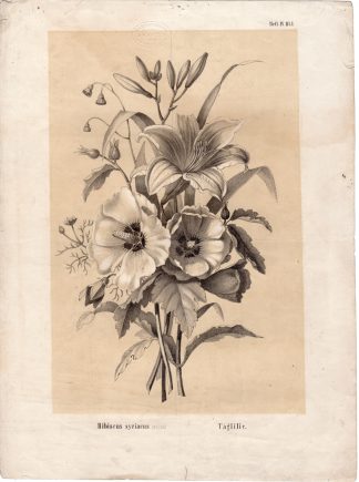 Antique Print-BOUQUET-FLOWERS-LILLIES-HIBISCUS-POPPIES-van Spaendonck-1830