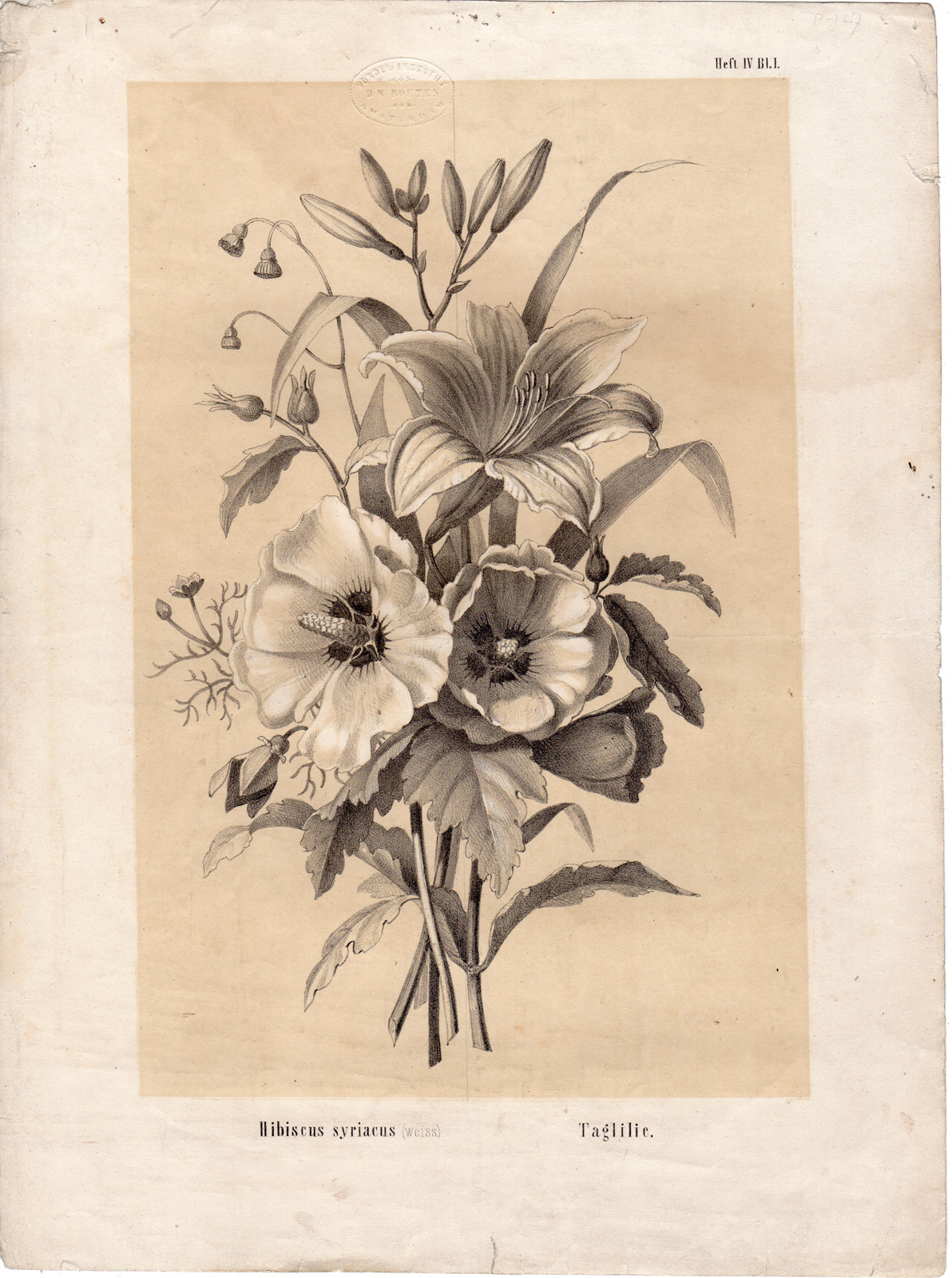 RB 4207 416x558 Antique Print-BOUQUET-FLOWERS-LILLIES-HIBISCUS-POPPIES-van Spaendonck-1830