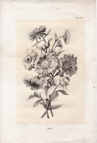 Antique Print-STILL LIFE-BOUQUET-FLOWERS-ASTER-SEED POTS-van Spaendonck-1830