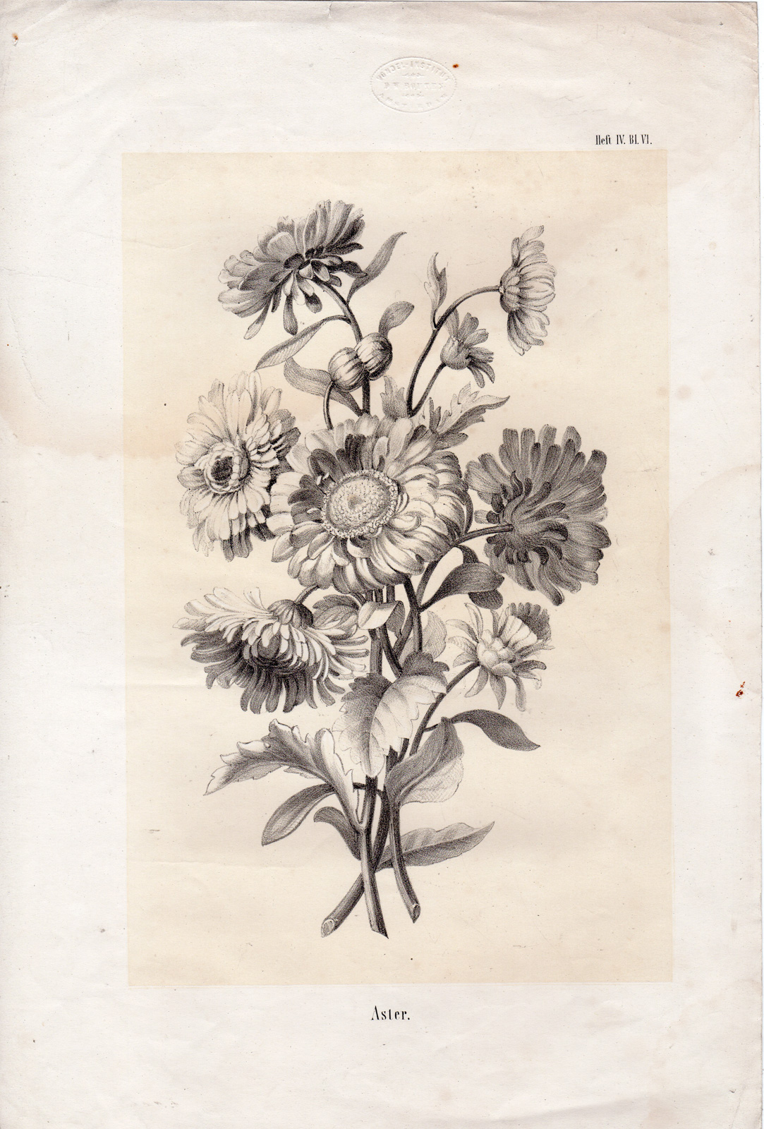 RB 4211 416x615 Antique Print-STILL LIFE-BOUQUET-FLOWERS-ASTER-SEED POTS-van Spaendonck-1830