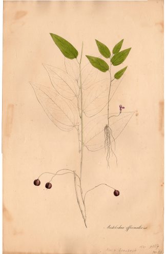 Antique Print-FLOWER-SNAKEROOT-ARISTOLOCHIA OFFICINALIS-von Essenbeck-1820