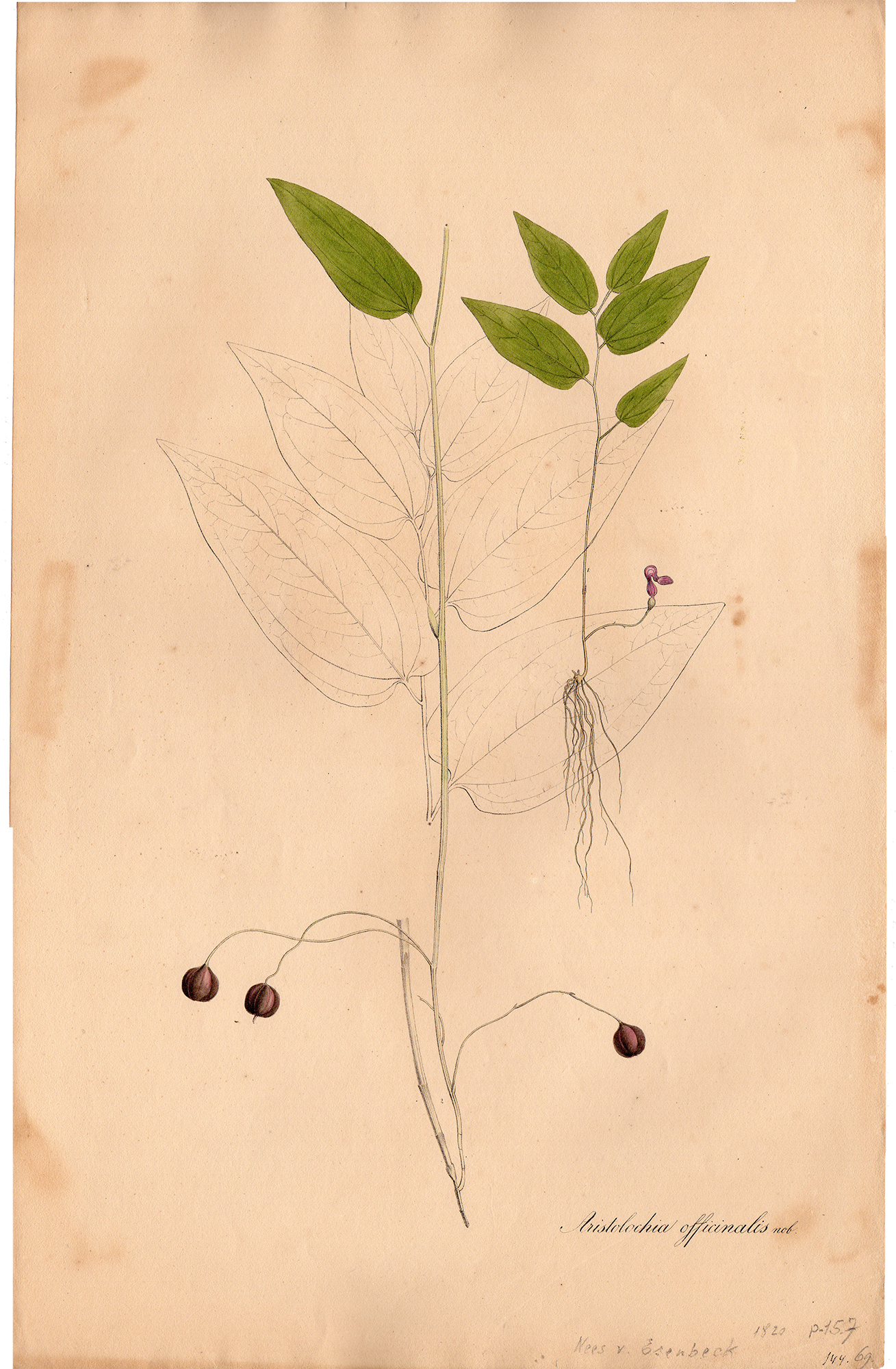 RB 4213 416x636 Antique Print-FLOWER-SNAKEROOT-ARISTOLOCHIA OFFICINALIS-von Essenbeck-1820